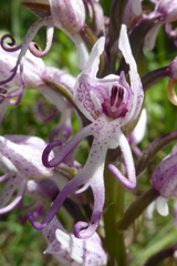 Orchis simia