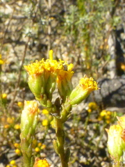 Marasmodes dummeri