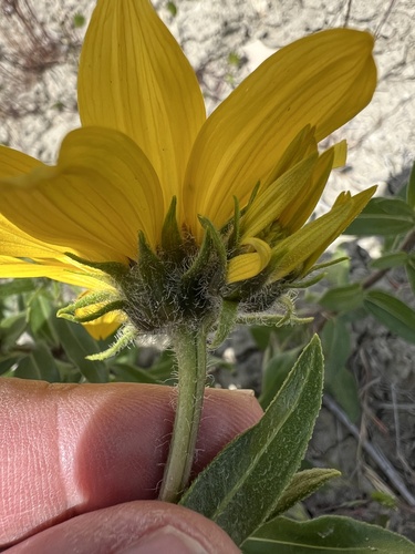 Image of Helianthus cusickii by no rights reserved