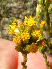 Marasmodes dummeri