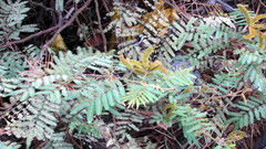 Calliandra tweediei