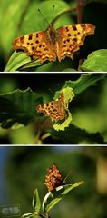 Polygonia c-album