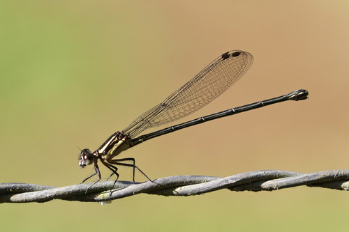 Dusky Dancer