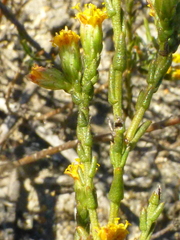 Marasmodes dummeri