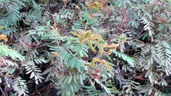 Calliandra tweediei