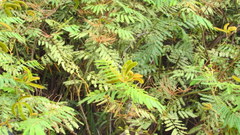 Calliandra tweediei
