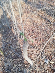 Cnidoscolus megacanthus