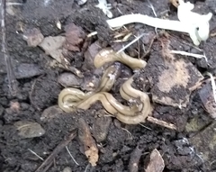 Bipalium pennsylvanicum