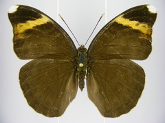Bebearia ducarmei