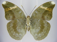 Bebearia ducarmei