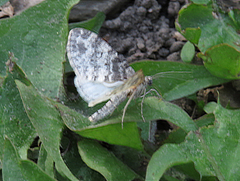 Lobophora halterata