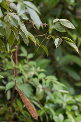 Millettia