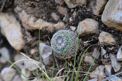 Mammillaria chionocephala