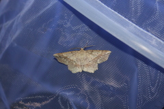 Euchlaena deplanaria