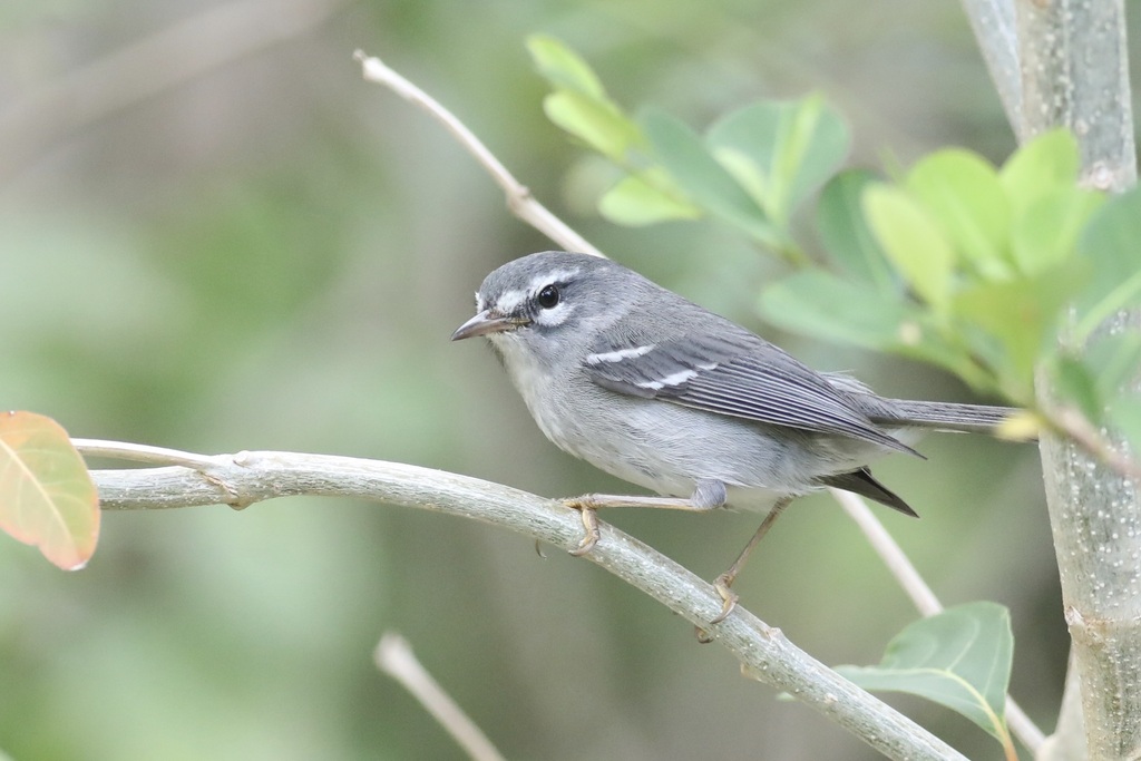 Plumbeous Warbler (Setophaga plumbea) photo