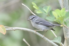 Plumbeous Warbler photo 1