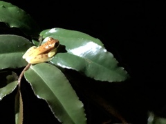 Dendropsophus rhodopeplus