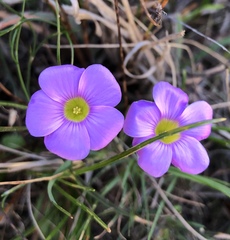 Oxalis commutata