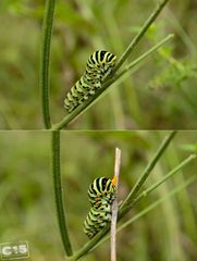 Papilio machaon