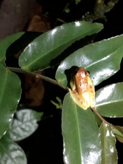 Dendropsophus rhodopeplus
