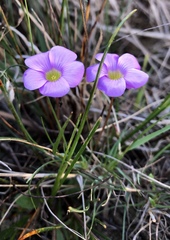 Oxalis commutata