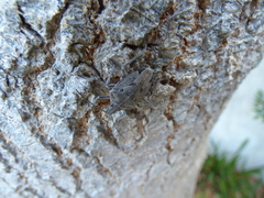 Peltasticus punctatus