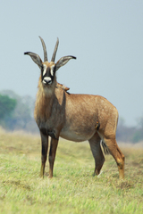 Hippotragus equinus equinus