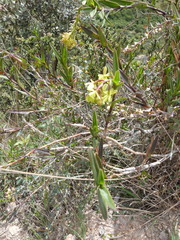 Epidendrum zipaquiranum
