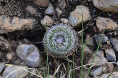 Mammillaria chionocephala