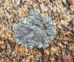 Xanthoparmelia mexicana