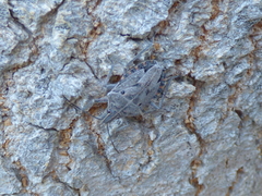 Peltasticus punctatus