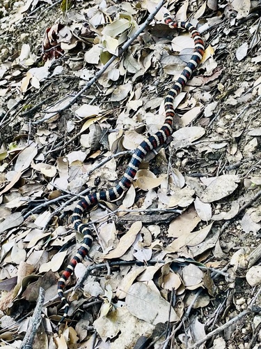 iNaturalist observation photo of California Mountain Kingsnake