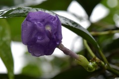 Brunfelsia grandiflora