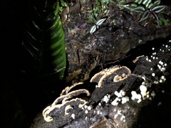 Earliella