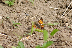 Araschnia levana