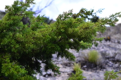 Juniperus monosperma