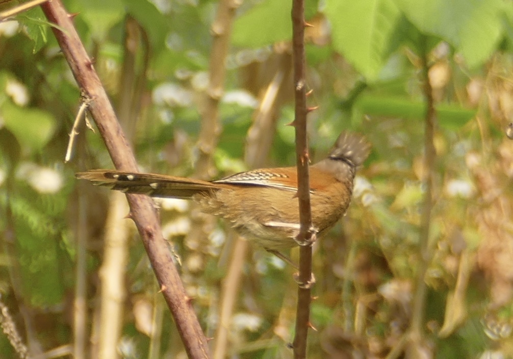 Rusty-fronted Barwing (Actinodura egertoni), photo 9