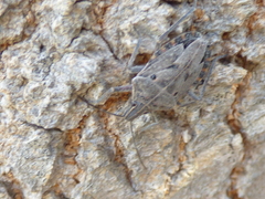 Peltasticus punctatus