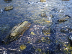 Thaleichthys pacificus