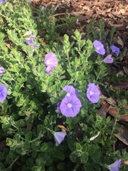 Convolvulus sabatius