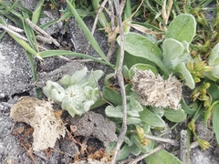 Psilocarphus brevissimus