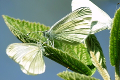 Dismorphiinae