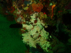 Laminopora