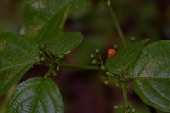 Witheringia solanacea