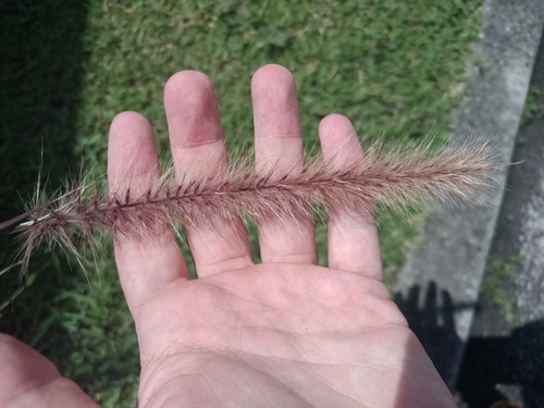 Cenchrus × cupreus, photograph 3