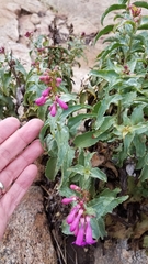 Penstemon clevelandii clevelandii