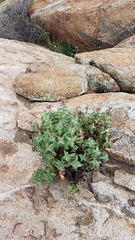 Penstemon clevelandii clevelandii