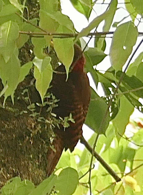 Bay Woodpecker