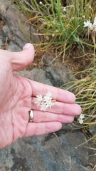 Allium haematochiton