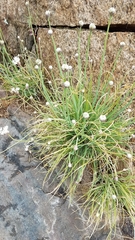 Allium haematochiton